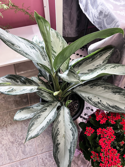 7" Chinese Evergreen