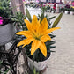 Yellow Asiatic Lily Plant