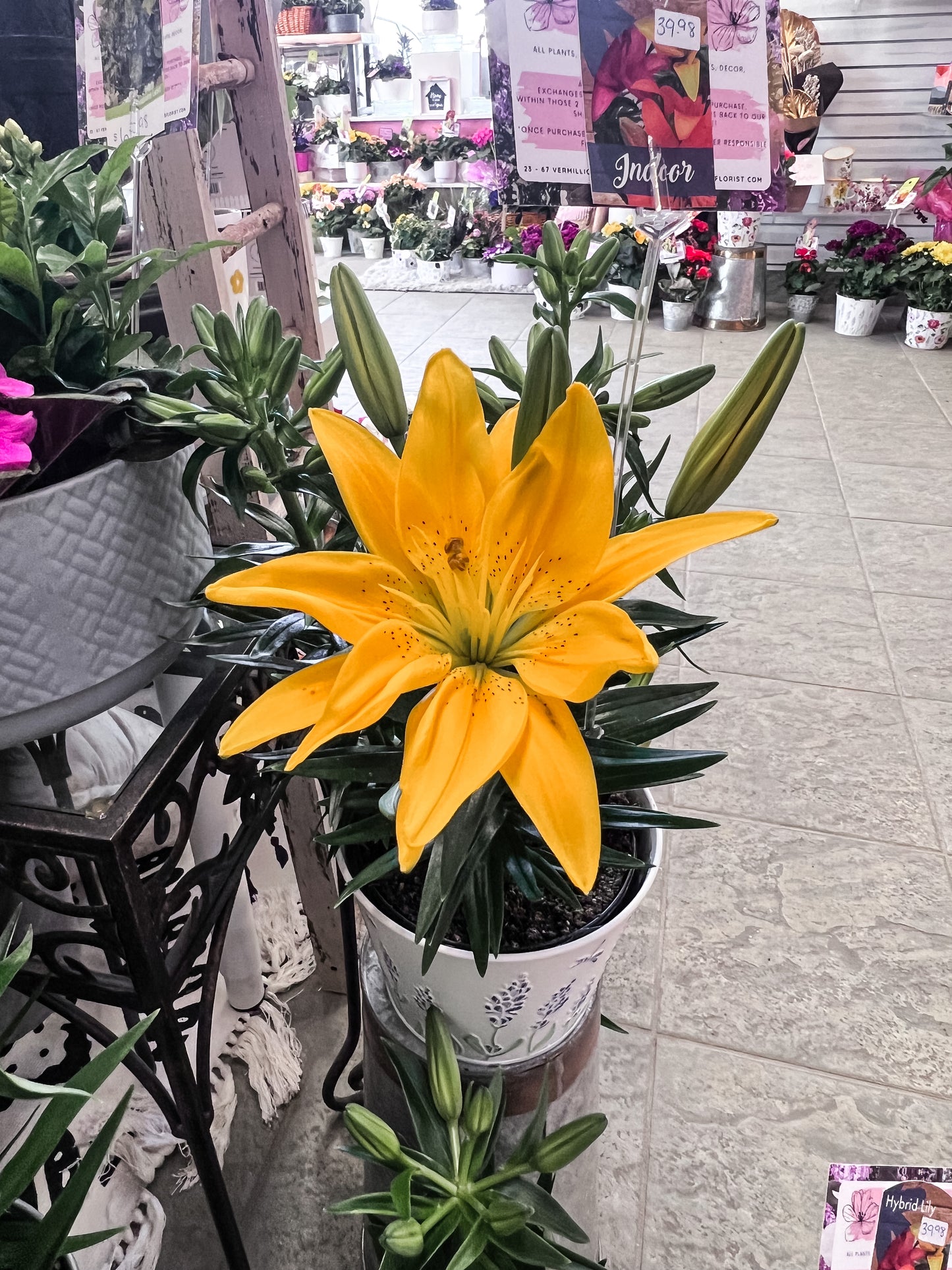 Yellow Asiatic Lily Plant