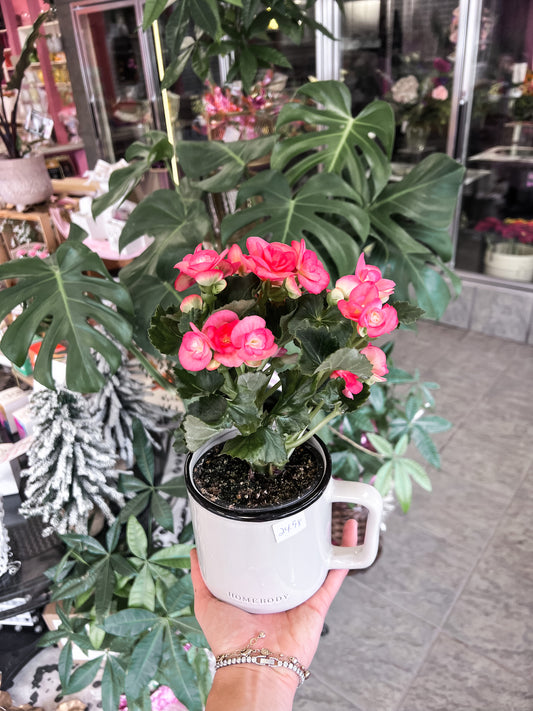 5" Homebody Mug Plant