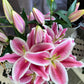 Oriental Lily Plant