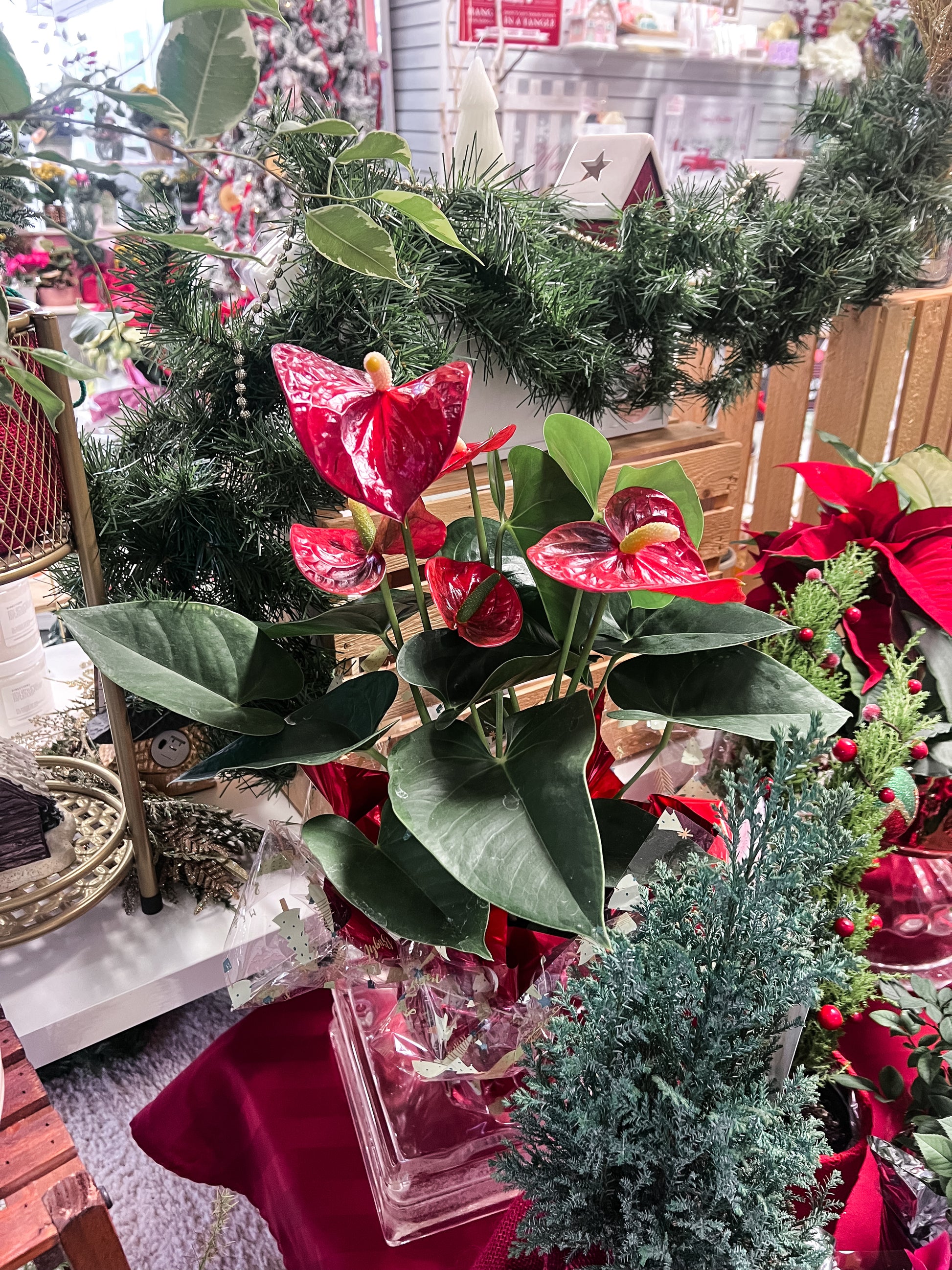christmas anthurium Anthurium Plant