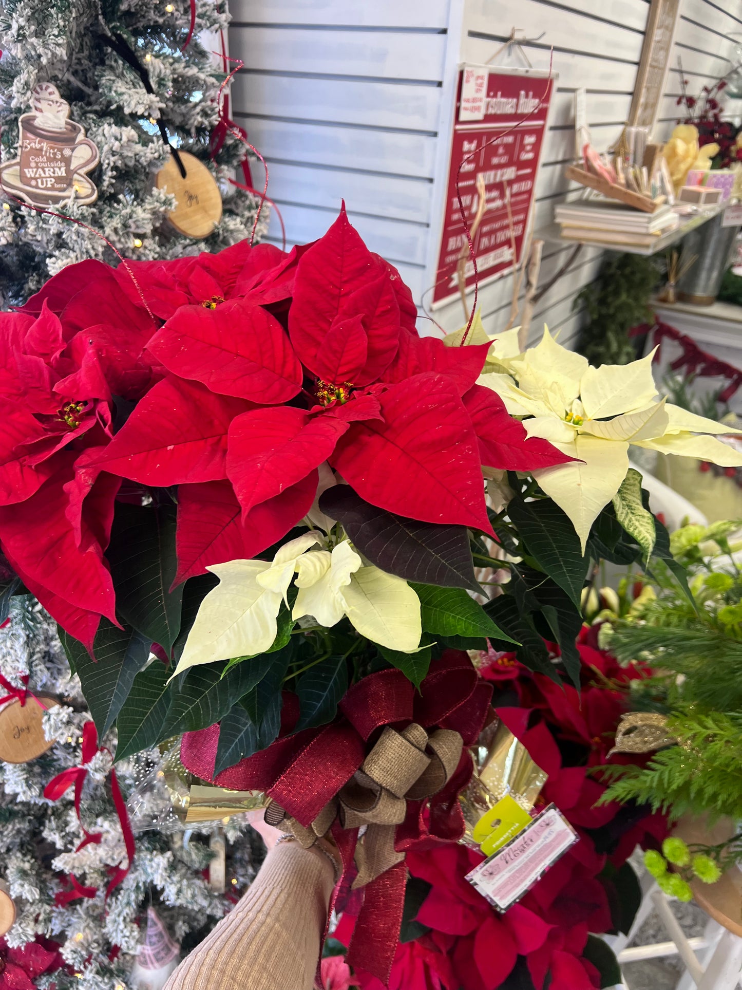 The Coloured Poinsettia Plant