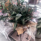 8" Peace Lily Plant