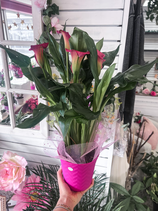 Calla Lily Plant