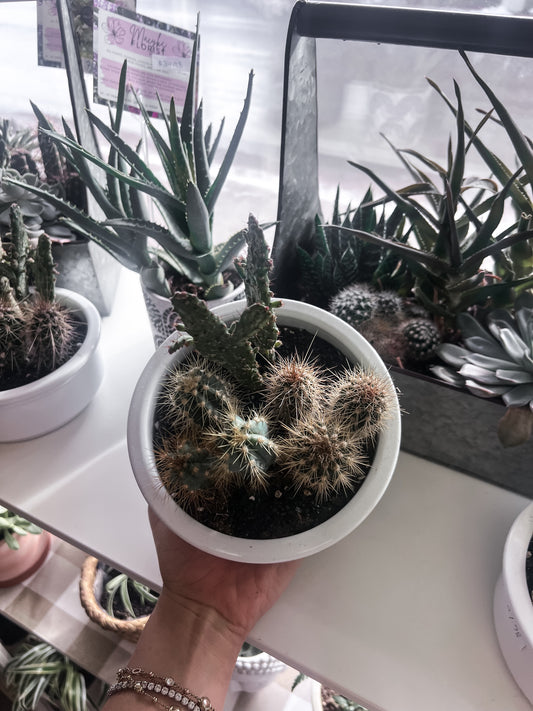 Cactus Garden