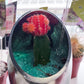 4" Coloured Cacti!