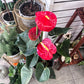 Anthurium Plant