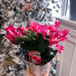 Christmas cactus