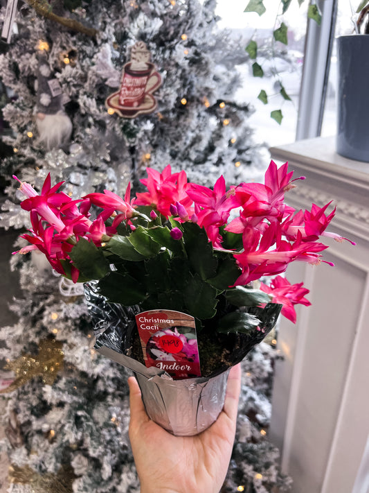 Christmas cactus