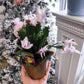 Christmas cactus