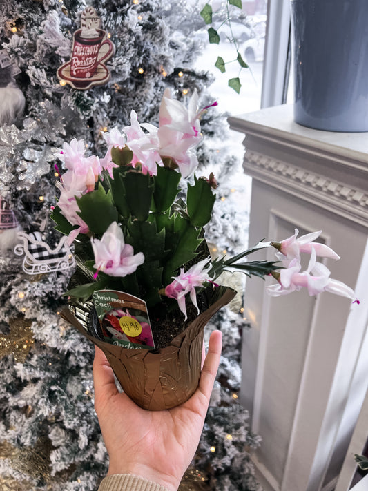 Christmas cactus