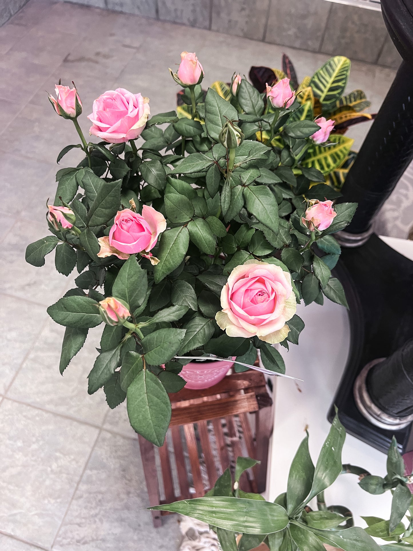 6" Rose Plant