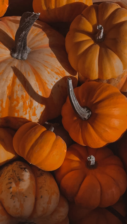 Macyks Pumpkin Arrangment