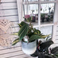 4" Tropical Hanging Plant W\ Pot