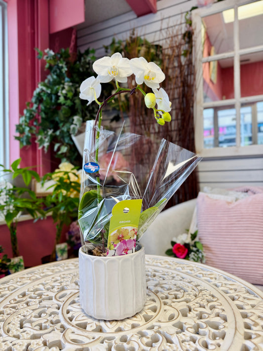 Orchid Plant