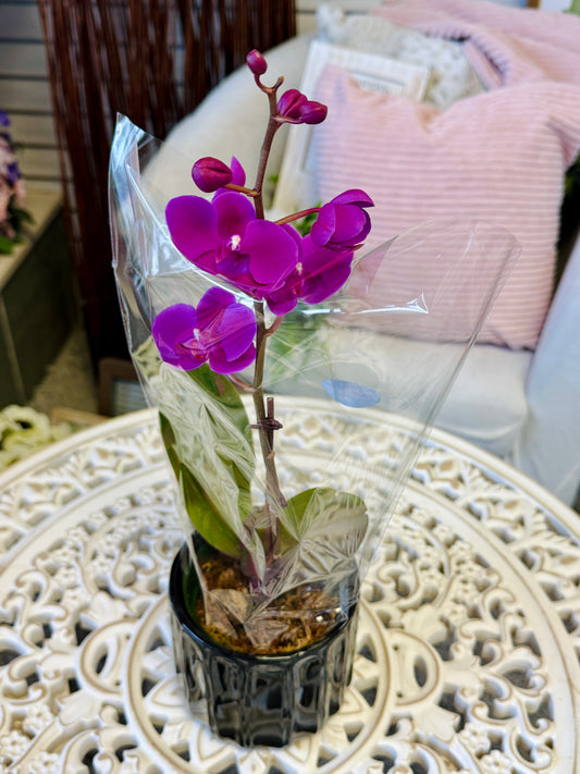 Orchid Plant
