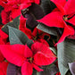 The Red Poinsettia Plant