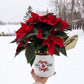 The Red Poinsettia Plant