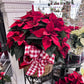 The Red Poinsettia Plant