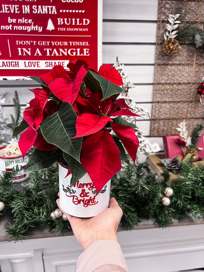 The Red Poinsettia Plant