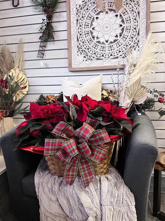 Basket of Joy Poinsettia