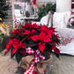 The Red Poinsettia Plant