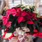 The Red Poinsettia Plant