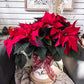 The Red Poinsettia Plant
