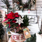 Snowflake Dish Garden