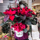 The Red Poinsettia Plant