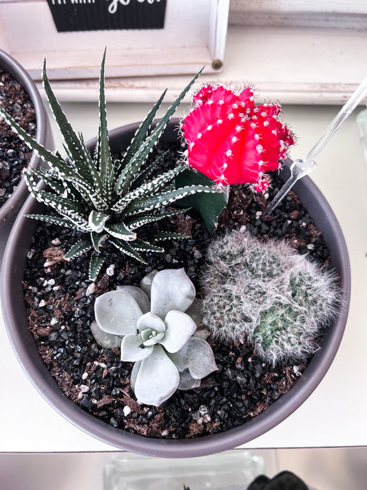 Cacti Succulent Garden