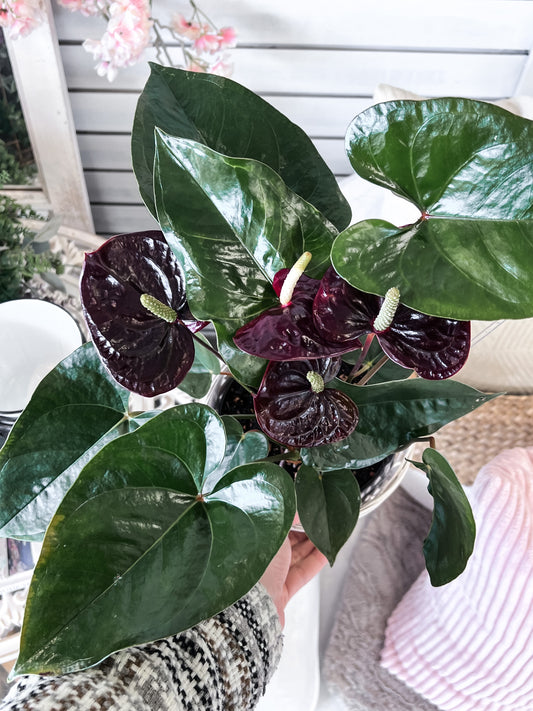 Anthurium Plant