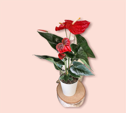 Anthurium Plant